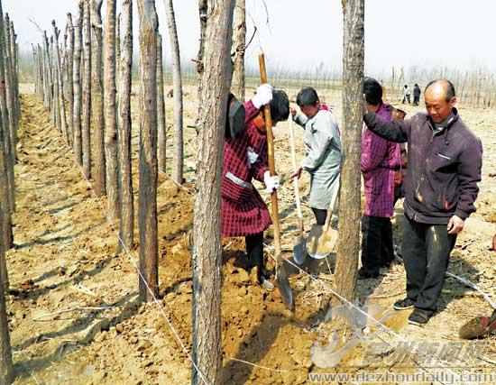 夏津雷集鎮(zhèn)建明育苗合作社種植金葉榆